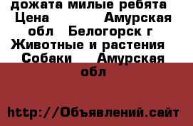 дожата милые ребята › Цена ­ 7 000 - Амурская обл., Белогорск г. Животные и растения » Собаки   . Амурская обл.
